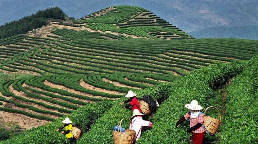 首页 国内旅游 昆明澄江波息湾,普洱景洪大渡岗万亩茶园,西双版纳野象